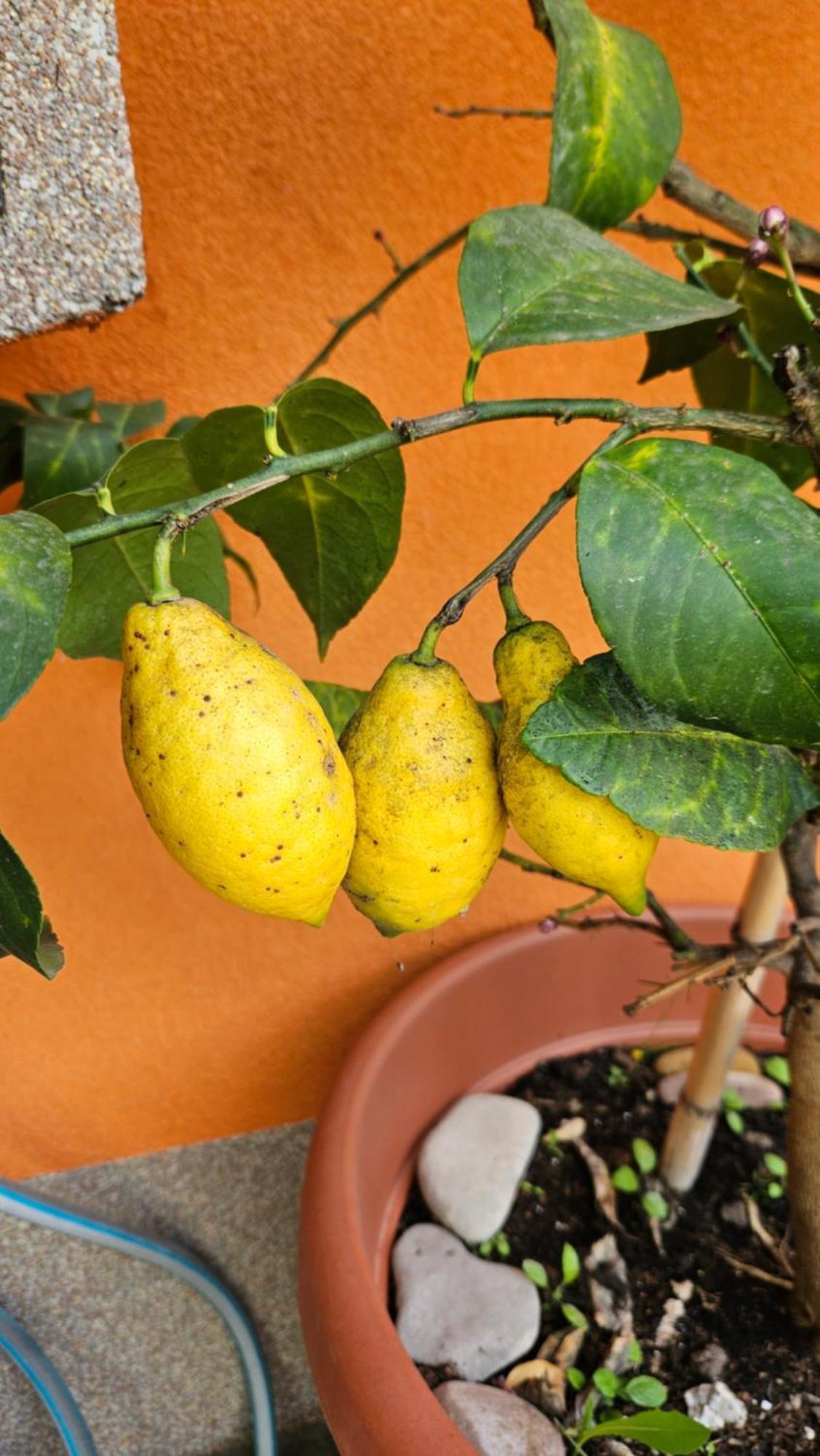 Mexicana Apartment Yellow Zára Kültér fotó